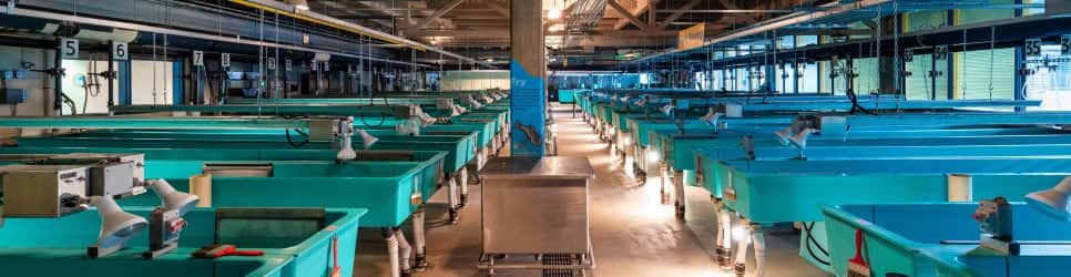 Fish Hatchery Tours